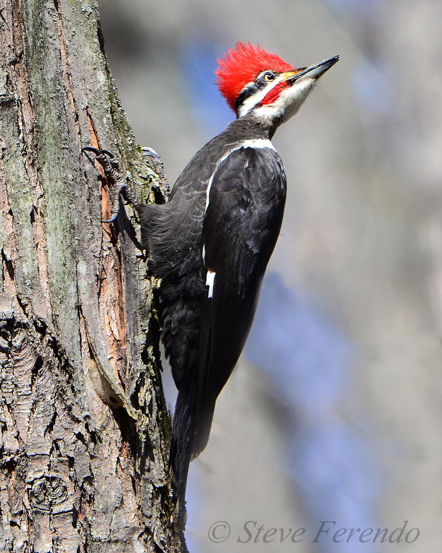 "Natural World" Through My Camera Pileated Woodpecker By The Potomac River